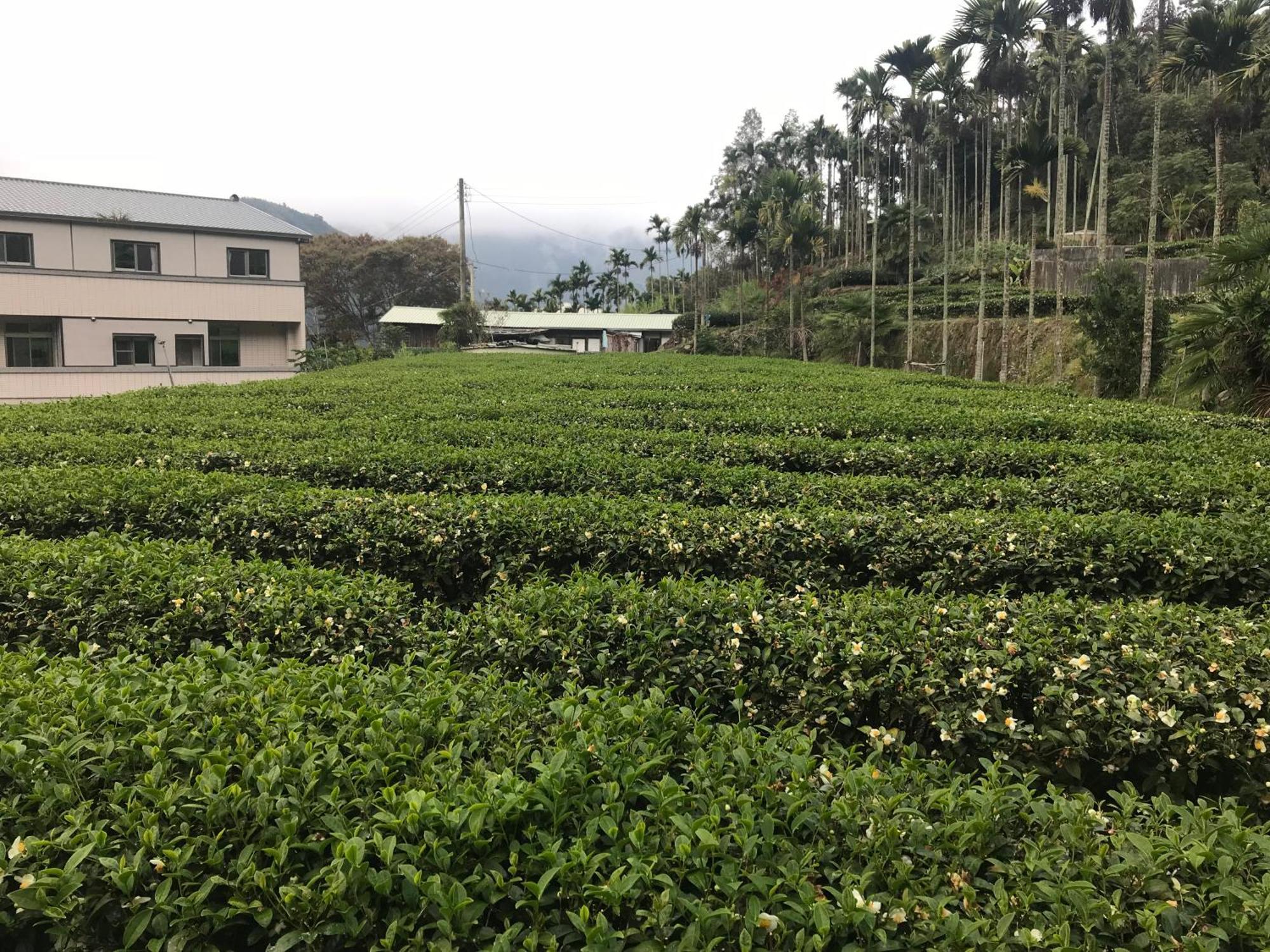 Appartement De Ren Tea Gardens à Meishan Extérieur photo