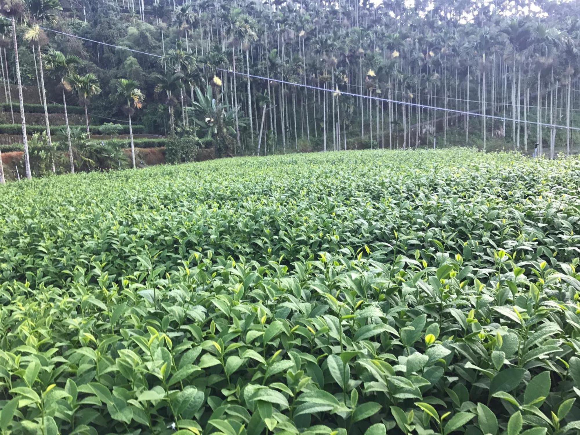 Appartement De Ren Tea Gardens à Meishan Extérieur photo
